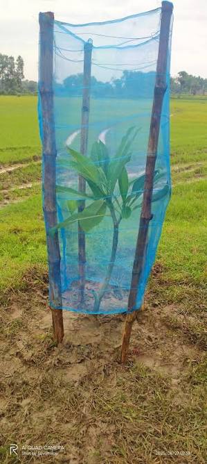 Tree Plantation drive